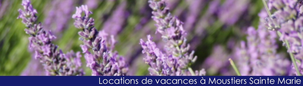 Lavandes sur le plateau de Valensole