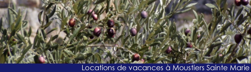 Oliviers de Moustiers