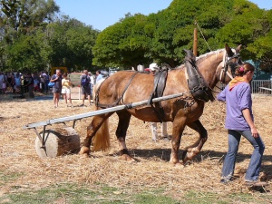 La F&ecirc;te des Moissons &agrave; Riez la Romaine