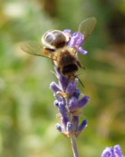 Abeille sur un brin de lavande