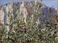 Oliviers autour de Moustiers