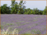 champ de lavande de haute provence