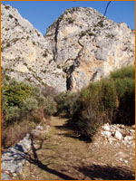 les oliviers autour du village