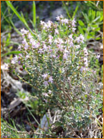 Thym de Provence &agrave; d&eacute;couvrir le long de la randonn&eacute;e botanique