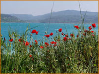 Coquelicots au bord du lac de ste croix de verdon