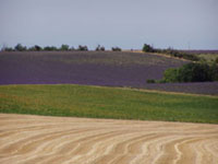 Champ de bl&eacute; et de lavandes