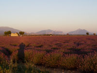 lavandes sur le plateau de Valensole