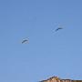 parapente1