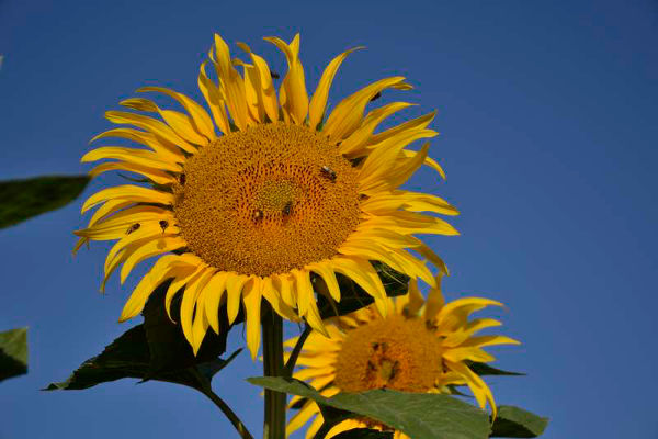 Abeilles butinant les tournesols