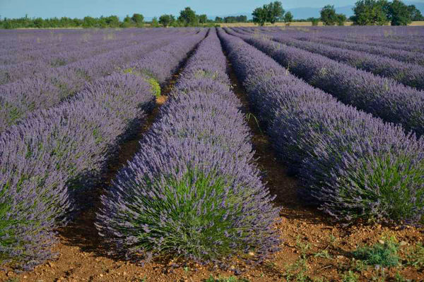 Champ de lavande sur le plateau de Valensole