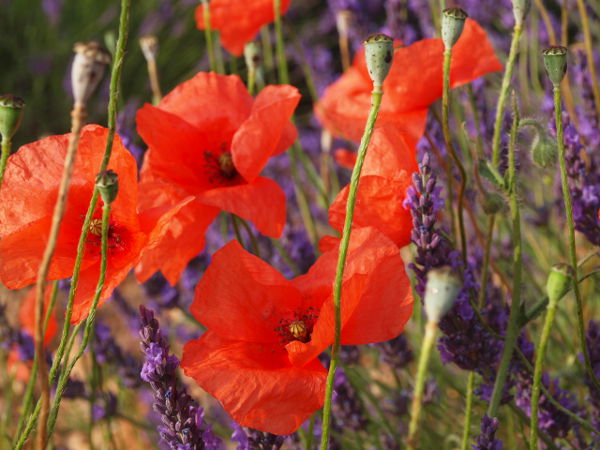 Coquelicots et Lavande