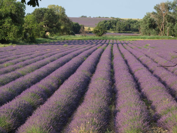Champ de Lavande vers Puimoisson