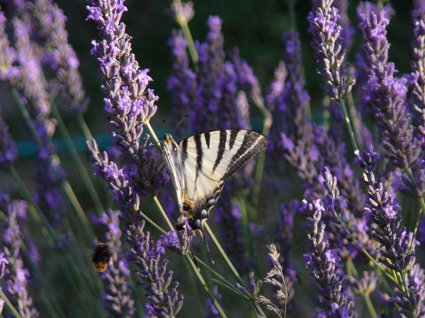 Papillon qui butine la lavande de Puimoisson