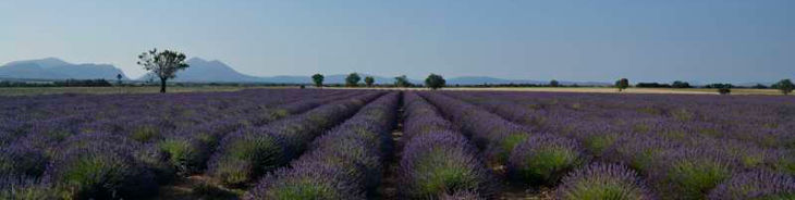 champs de lavandes