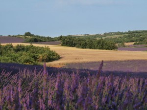 hamps de lavandes lavandin sur le plateau de Valensole hamps de lavandes sur le plateau de Valensole