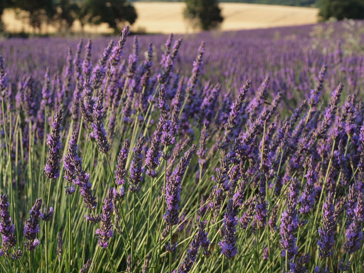 champ de lavande sur le plateau de Valensole