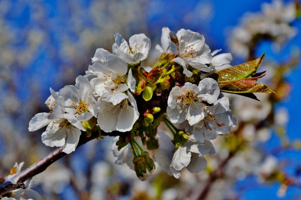 Cerisier en fleurs en Provence