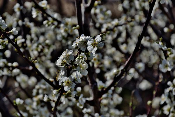 Cerisier en fleurs en Provence