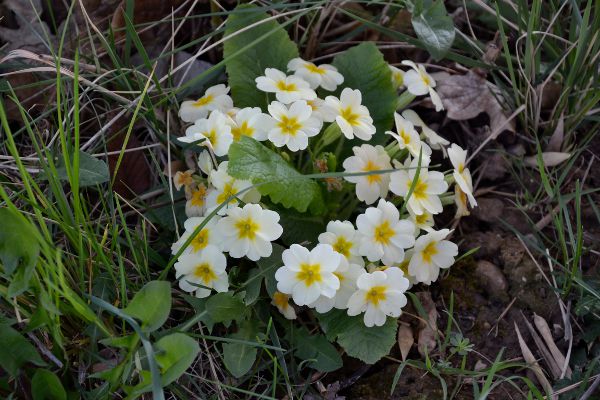 fleur de printemps  en Provence