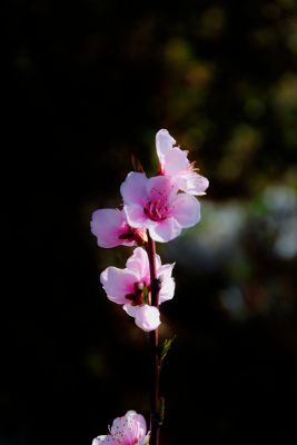 Fleurs de printemps en Provence