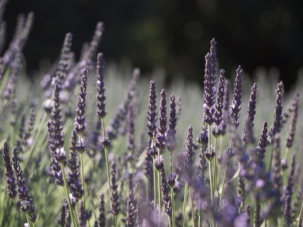 lavande en Provence