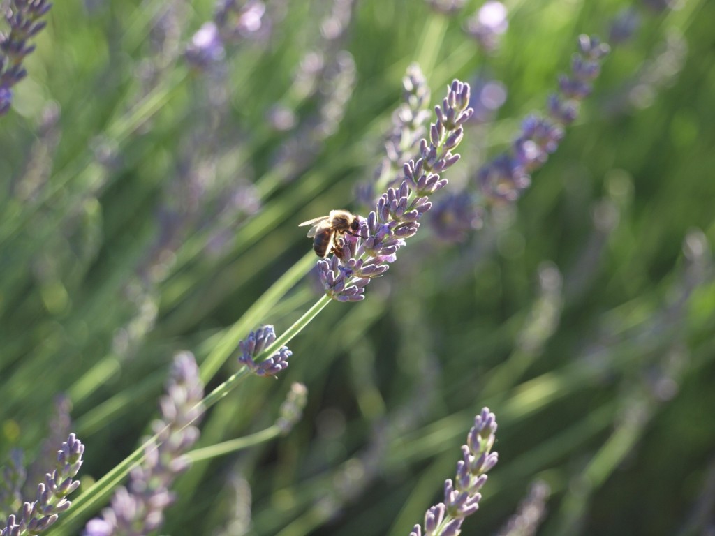 abeille au travail sur un brin de lavande