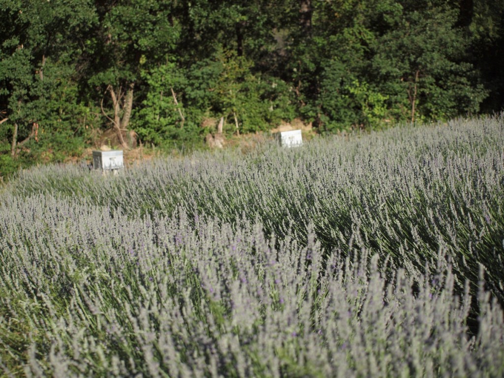 champ de lavande avec les ruches en fond