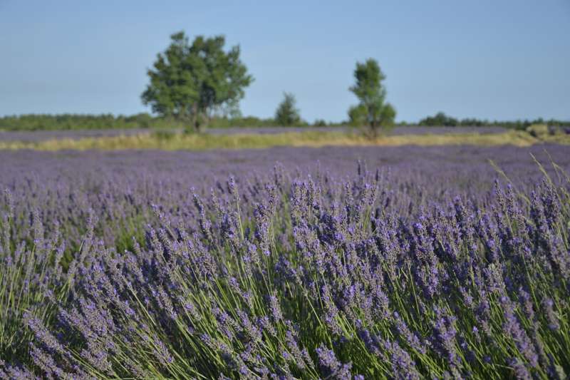 Champ de lavande plateau de Valensole