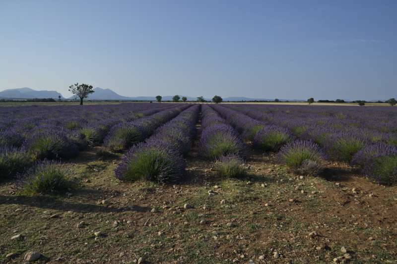 Champ de lavande plateau de Valensole