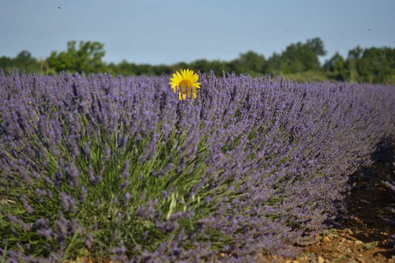 Champ de lavande plateau de Valensole