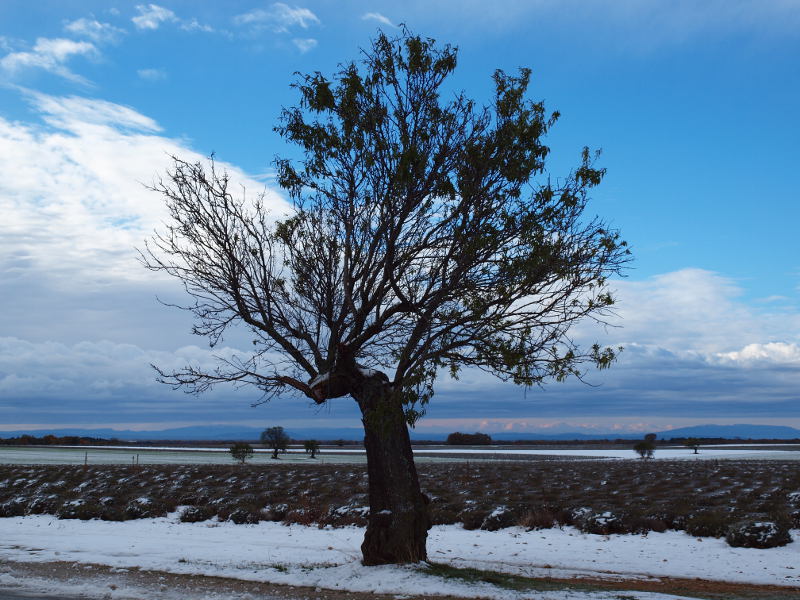 Amandier en hiver en Provence