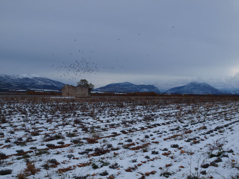 Champ de lavande en hiver