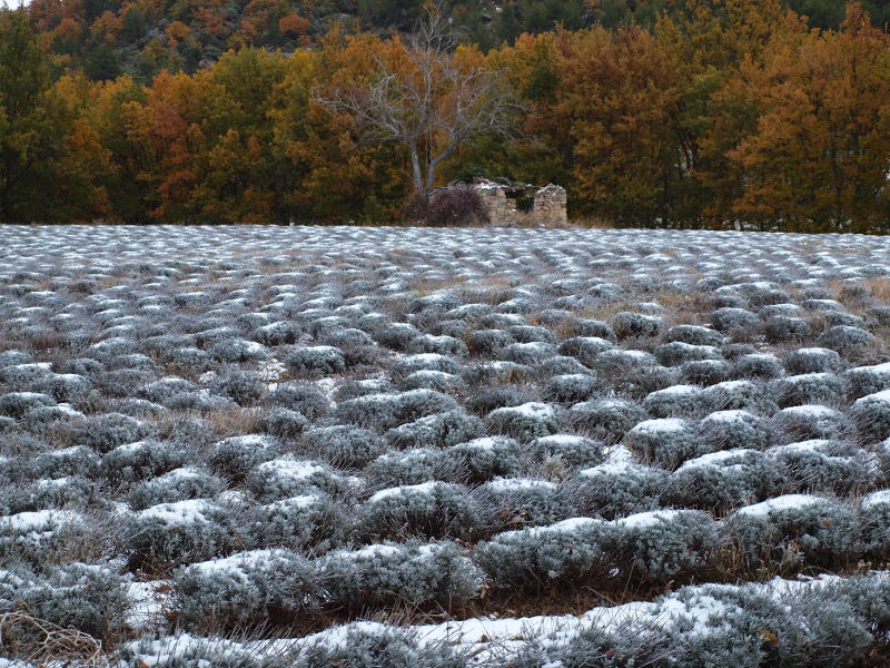 champs de lavande en hiver