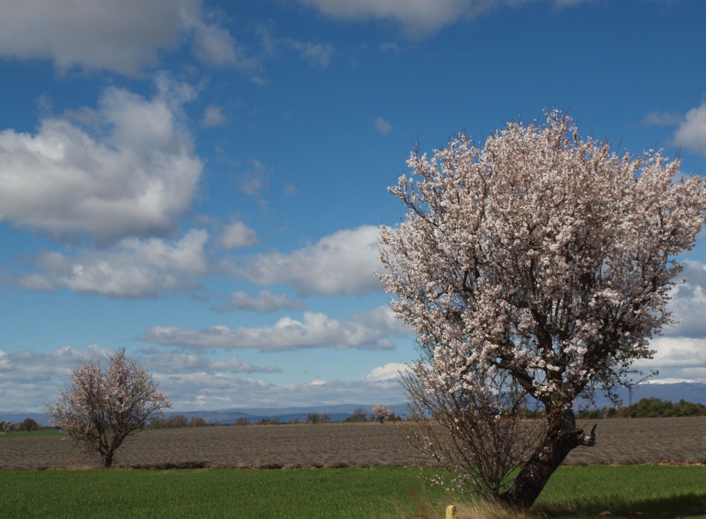 Amandiers en fleurs