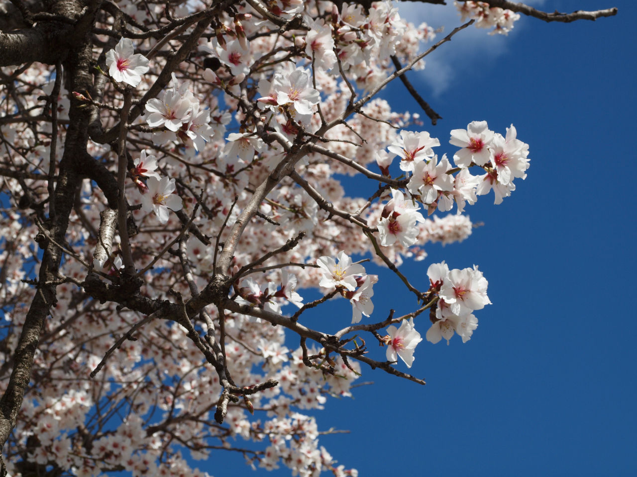 Amandiers en fleurs