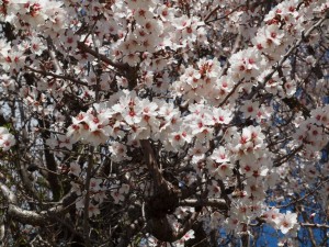 Amandiers en fleurs