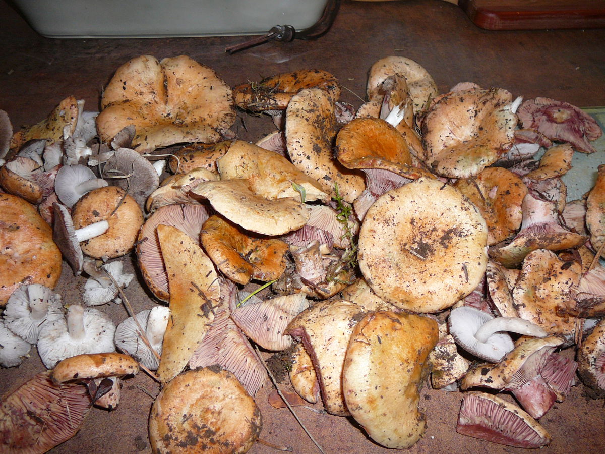 cueillette du jour des champignons