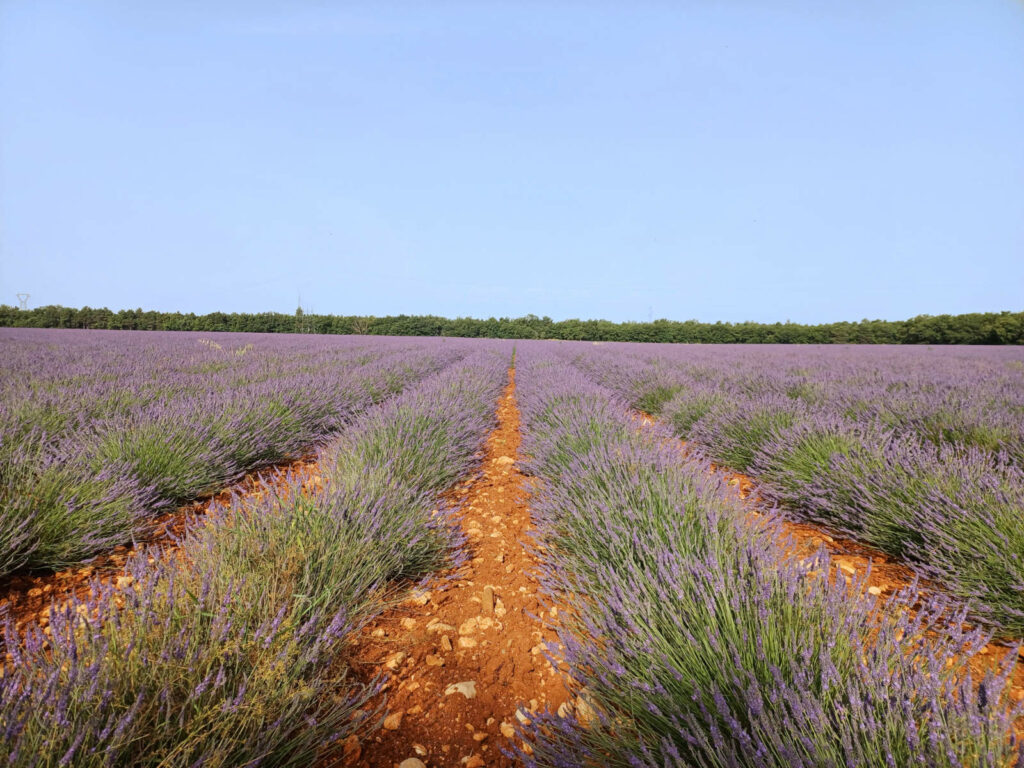 champs de lavandes et de lavandin en fleurs sur le plateau de Valensole 