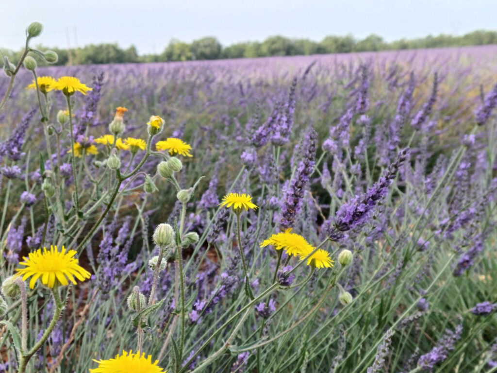 champs de lavande et de lavandin en fleurs sur le plateau de Valensole