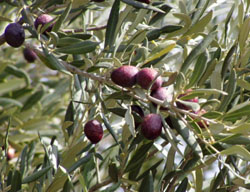 Branche d'oliviers portant de belles olives