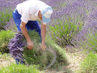 Coupe de la lavande à la faucille
