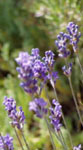 lavande fine dans les collines de Haute-Provence